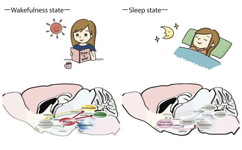 双極性障害 寝てばかり ～眠りと覚醒の狭間で揺れる心～