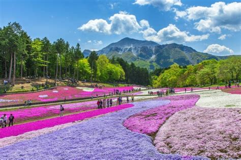 天気埼玉県新座市付近、なぜかカエルが空を飛んでいる