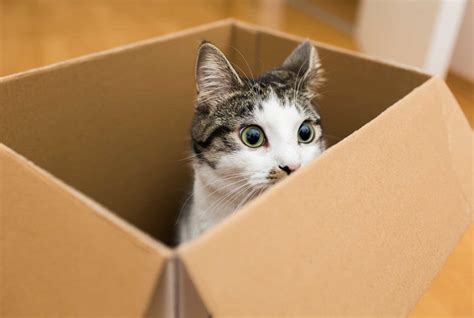 ブロック確認方法: なぜ猫は箱を愛するのか？